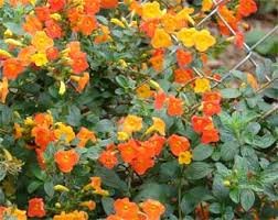Streptosolen orange